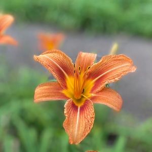 Meet your Posher, Annabella